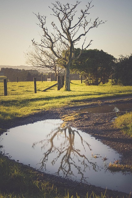 Free Early Morning Tree Reflection photo and picture