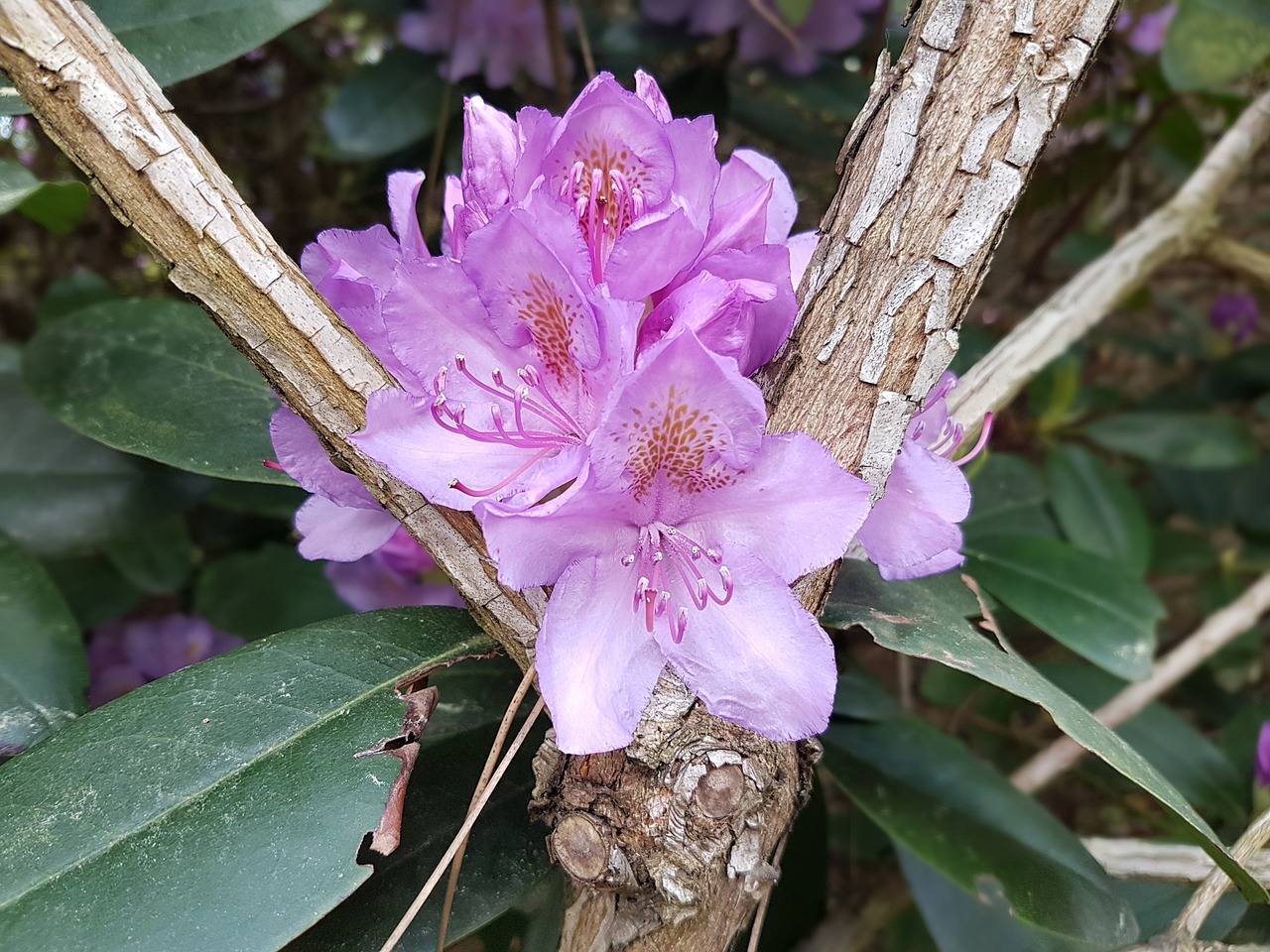 Fleurs Le Printemps Rhododendrons - Photo gratuite sur Pixabay - Pixabay