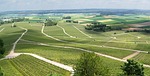 panorama, vineyards, vines