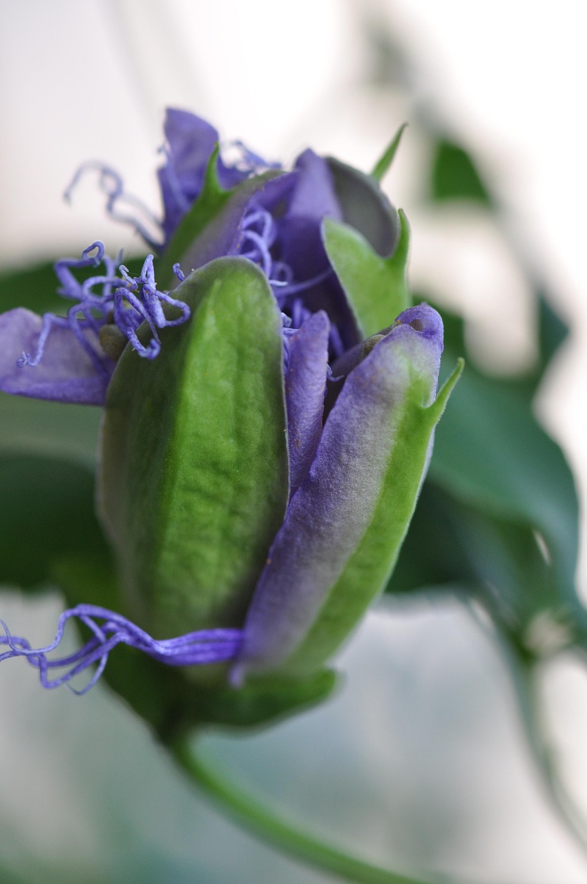 Free Violet Flower photo and picture