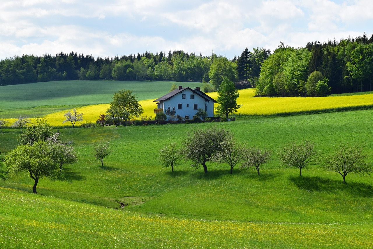 Oilseed Rape - free online jigsaw puzzle photo