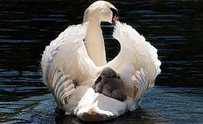Swan, Baby Swan, White, White Swan