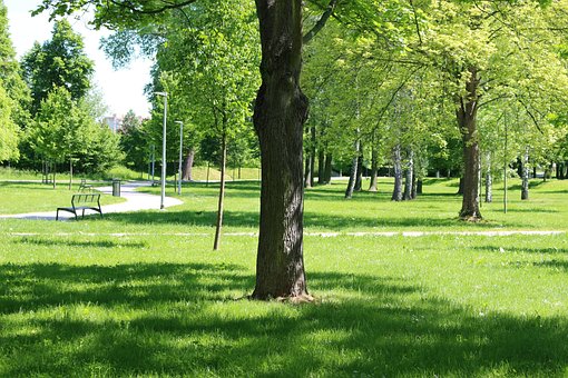 Træ, Parkere, Bænk, Forår, Land, Natur