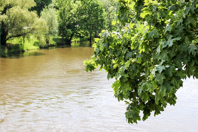 Flyde, Træ, Landskab, Natur, Vand, Skov