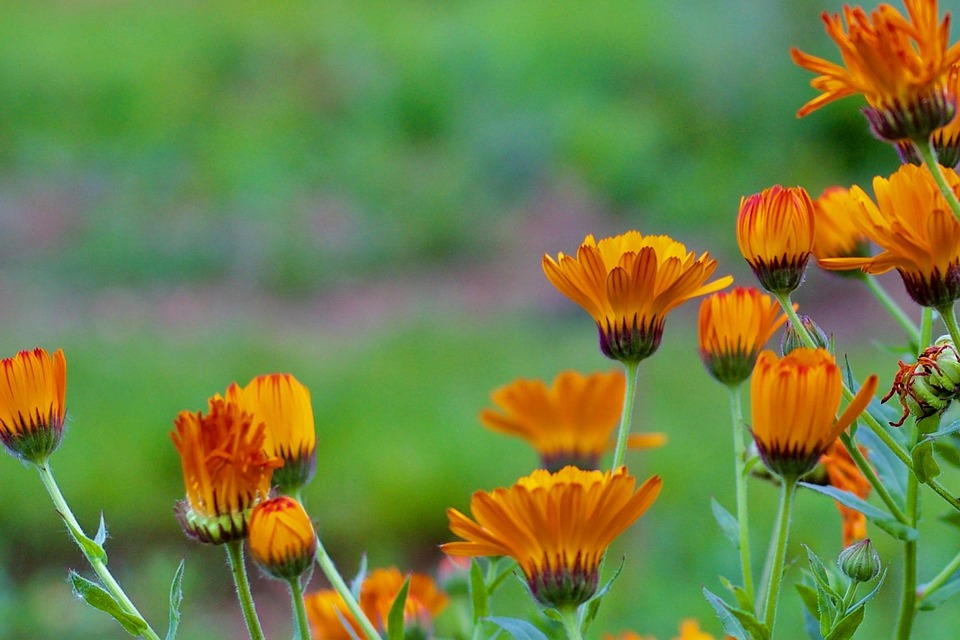 Orange Fleurs Concentrer Le - Photo gratuite sur Pixabay - Pixabay