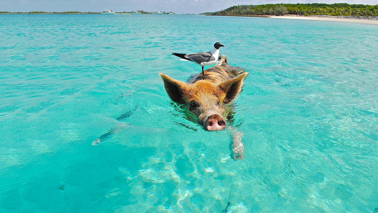 pig-2351252_1280.jpg