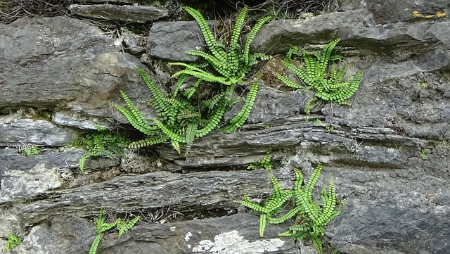 Free Wall Ferns photo and picture