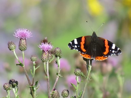 Free Butterfly Admiral photo and picture