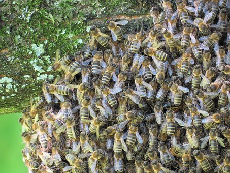 Free Bees Swarm Of Bees photo and picture