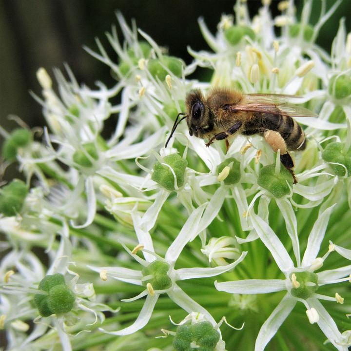 Bee Ornamental Onion Pollination Free photo on Pixabay Pixabay