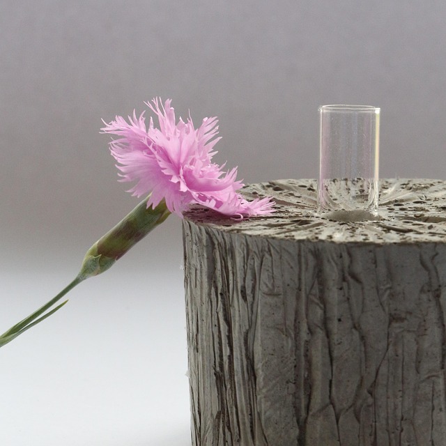 Free Flower Pink photo and picture