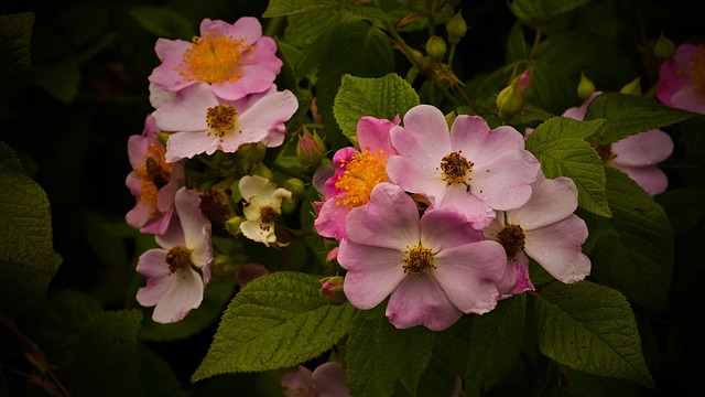 Flores Silvestres, Gotas De Lluvia