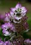 flower, mov, wild