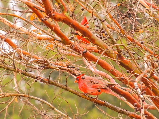 El Norte De Cardenales, Invierno