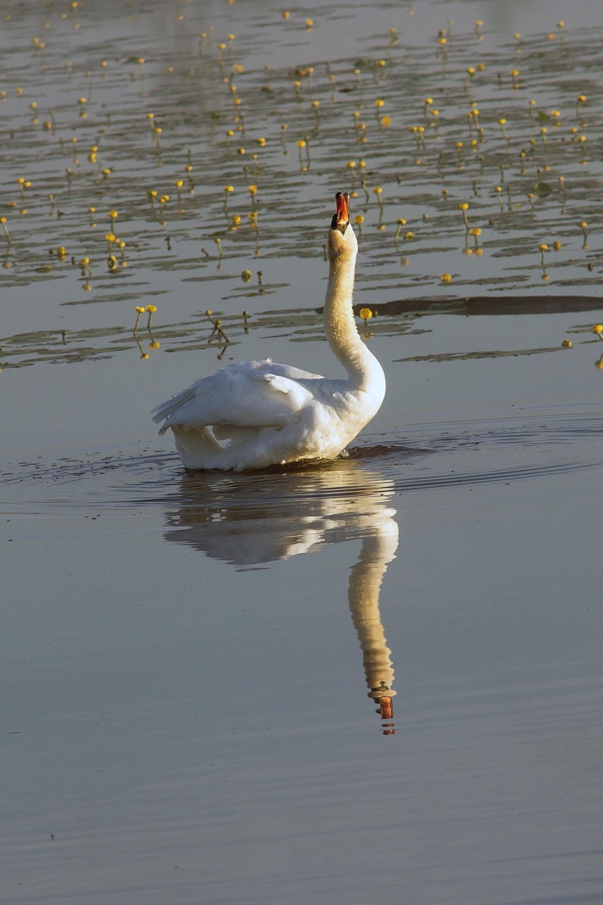 swan-2351998_1280.jpg