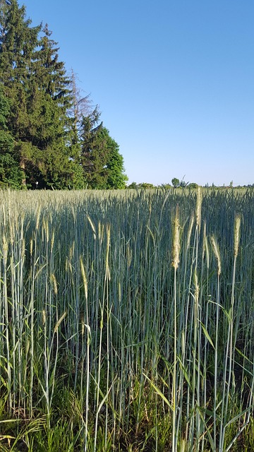 Free Grain Field photo and picture