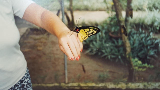 Free Butterfly Bali photo and picture
