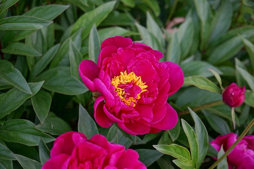 Free Flower Flower Background photo and picture