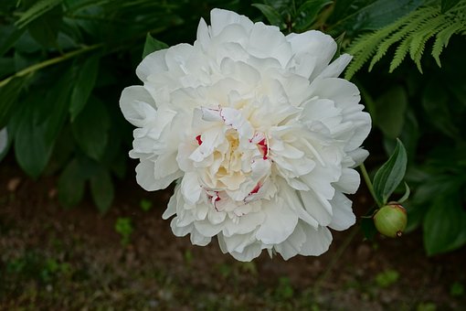 Free Flower Nature photo and picture