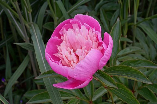 Free Flower Nature photo and picture