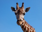 giraffe, africa, south africa