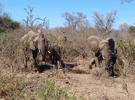 Elephant, Africa, Wild Animal, Safari
