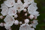 kalmia latifolia elf, flower, white