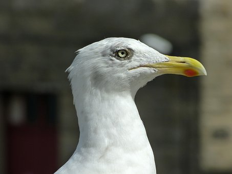 Free Gull Eye photo and picture