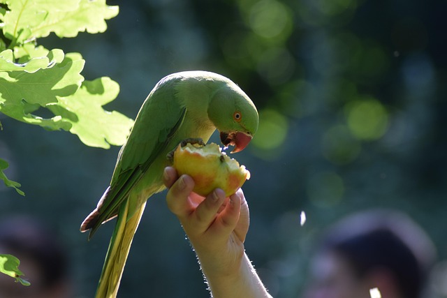 Parkiet, Vogel, Papegaai, Natuur