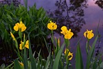 yellow irises, flowers, spring