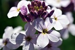 gilliflower, hespers matronalis, flower