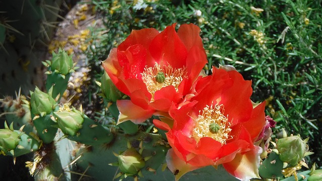 Free Flowers Nature photo and picture