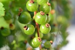 currant, green, bush