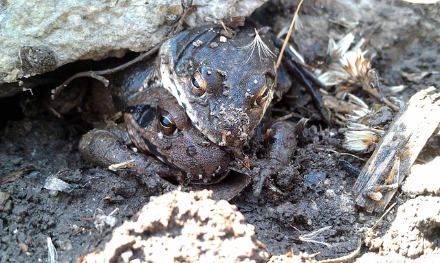 Free Moor Frogs Amplexus photo and picture