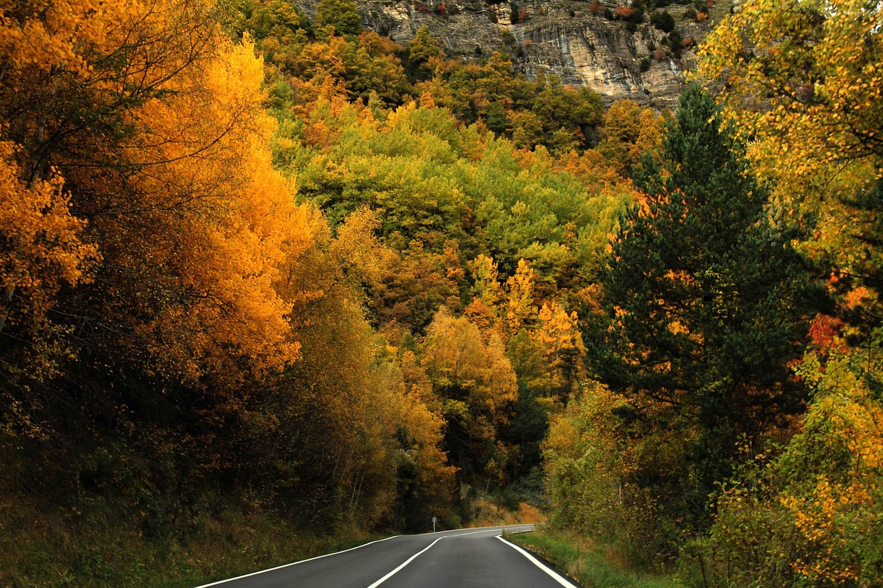 Forest - free online jigsaw puzzle photo