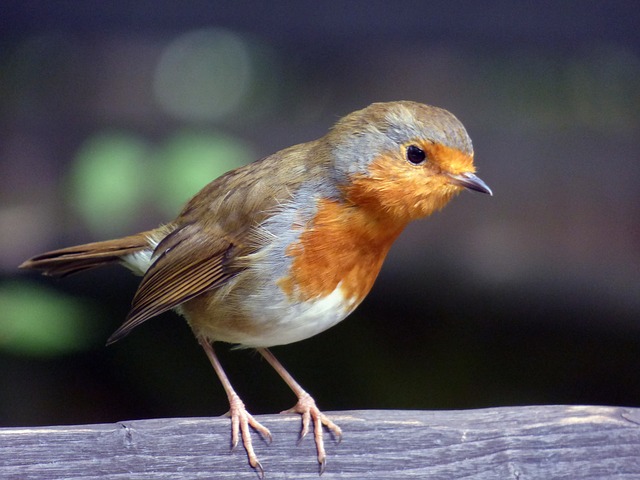 Free robin red bird illustration