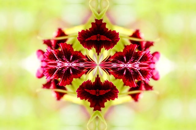 Download free HD stock image of Ornament Meditation Free ornament meditation yoga illustration