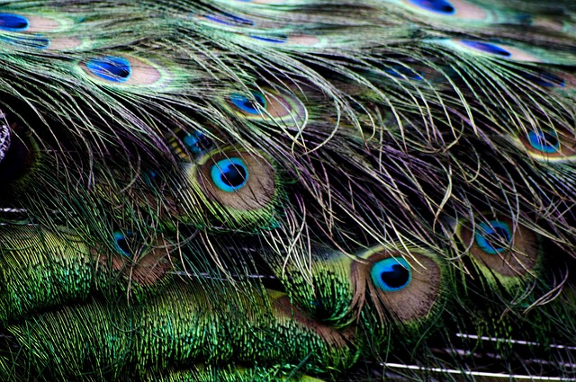Free Peacock Feather photo and picture