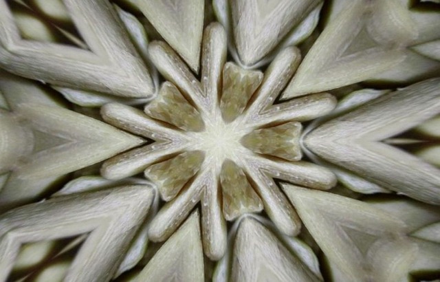 sunflower, symmetry, kaleidoscope, art