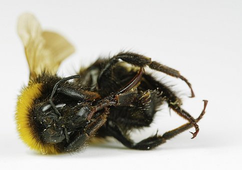 Gul, Makro, Natur, Bie, Lukke Opp