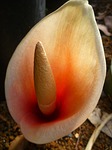 tropical, flower, bloom
