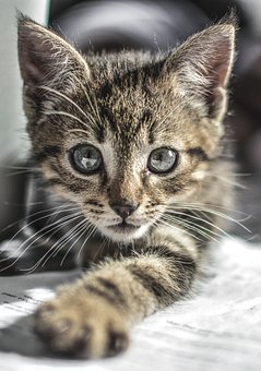 Kitten, Cat, Cute, Pet, Animal, Kitty