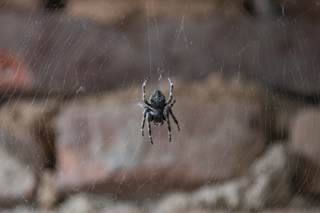 Aranha, Inseto, Teia De Aranha