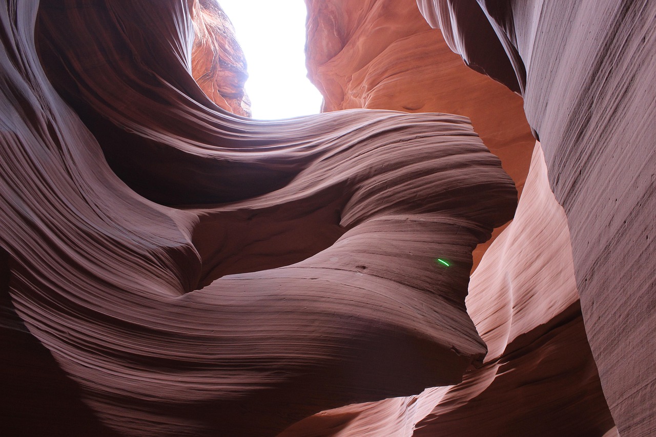 Antelope