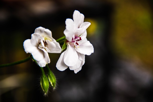Free Flowers Flower Background photo and picture
