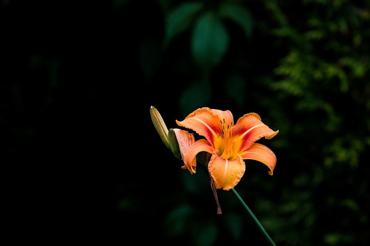 Lily - free online jigsaw puzzle photo