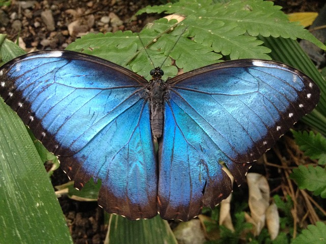 Free Butterfly Insect photo and picture