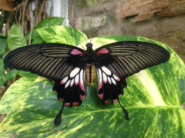 Free Butterfly Insect photo and picture