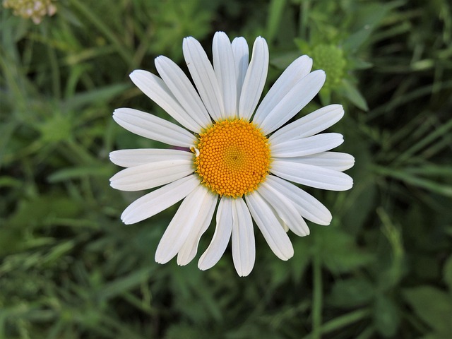Marguerite Blossom Bloom - Free photo on Pixabay - Pixabay