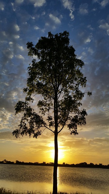 Sonnenuntergang, See, Baum, Himmel